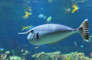 Palefin Unicornfish