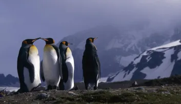 koningspinguïn
