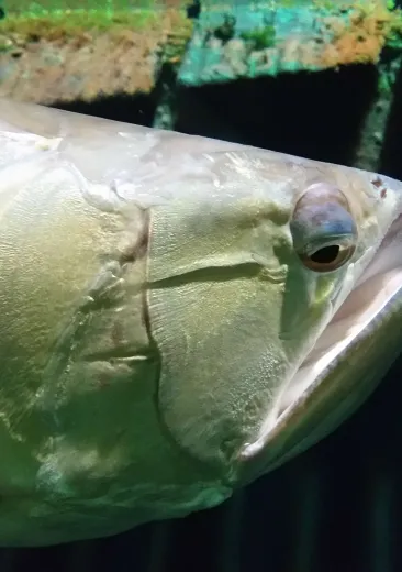 Arowana Osteoglossum bicirrhosum