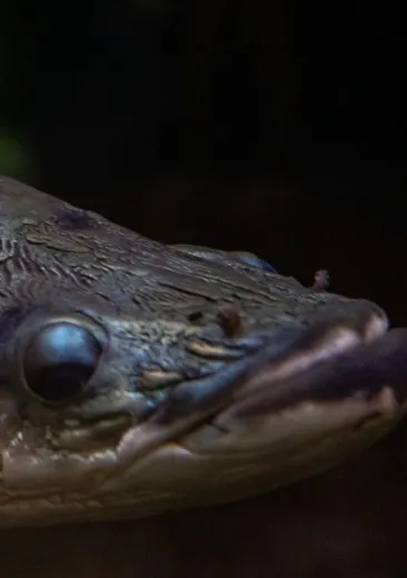 Arapaima gigas