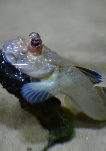 Atlantic Mudskipper