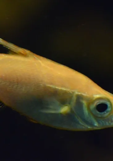 Longspine Snipefish Macroramphosus scolopax