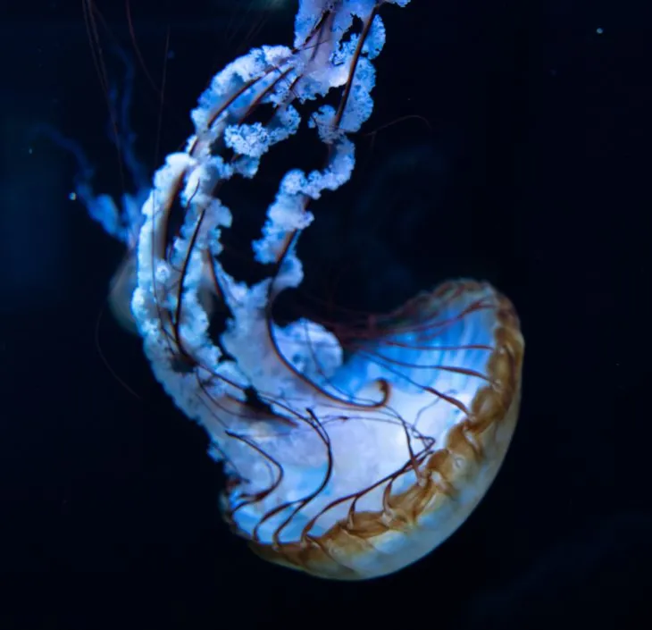 méduse dorée